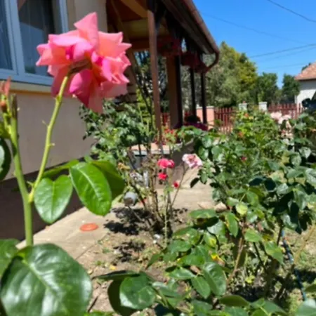 Rose Garden * Siófok